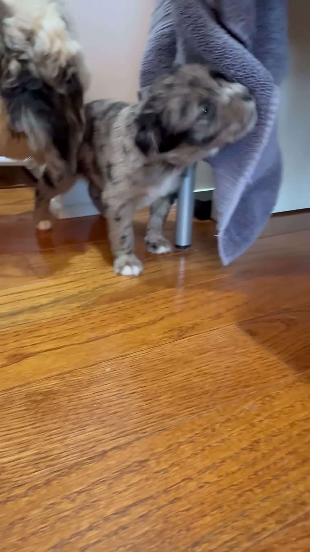 Mixed Breed dogs for sale: Coco - Video 1