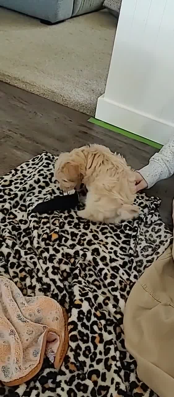 Maltipoo dogs for sale: Beanie - Video 2