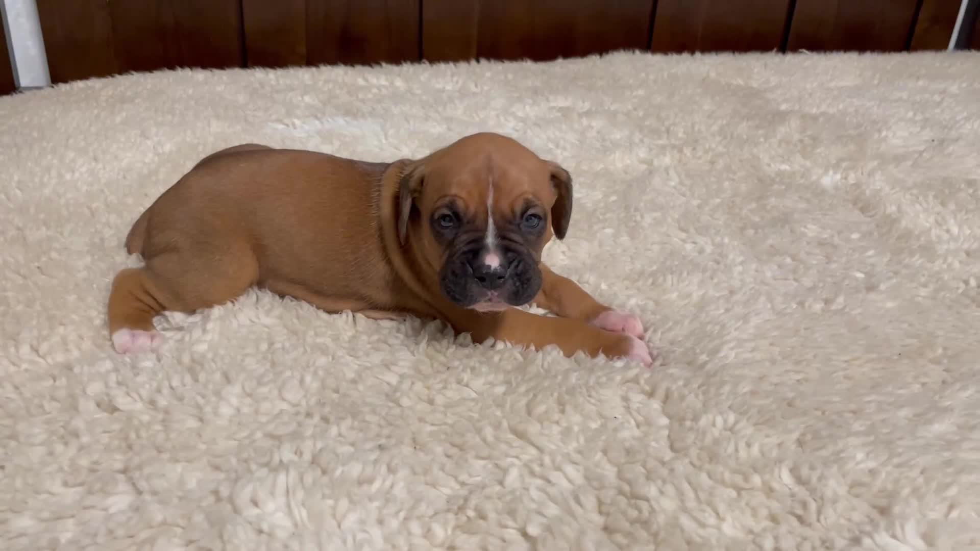 Boxer dogs for sale: Rocky - Video 1