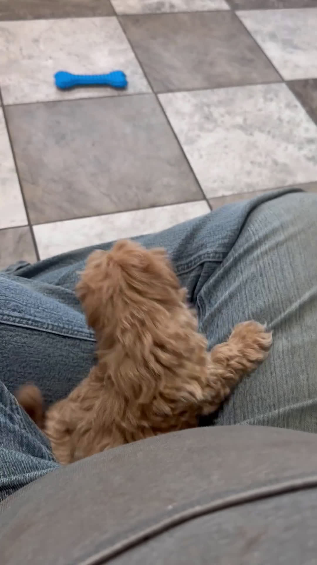 Maltipoo dogs for sale: Maddie - Video 1