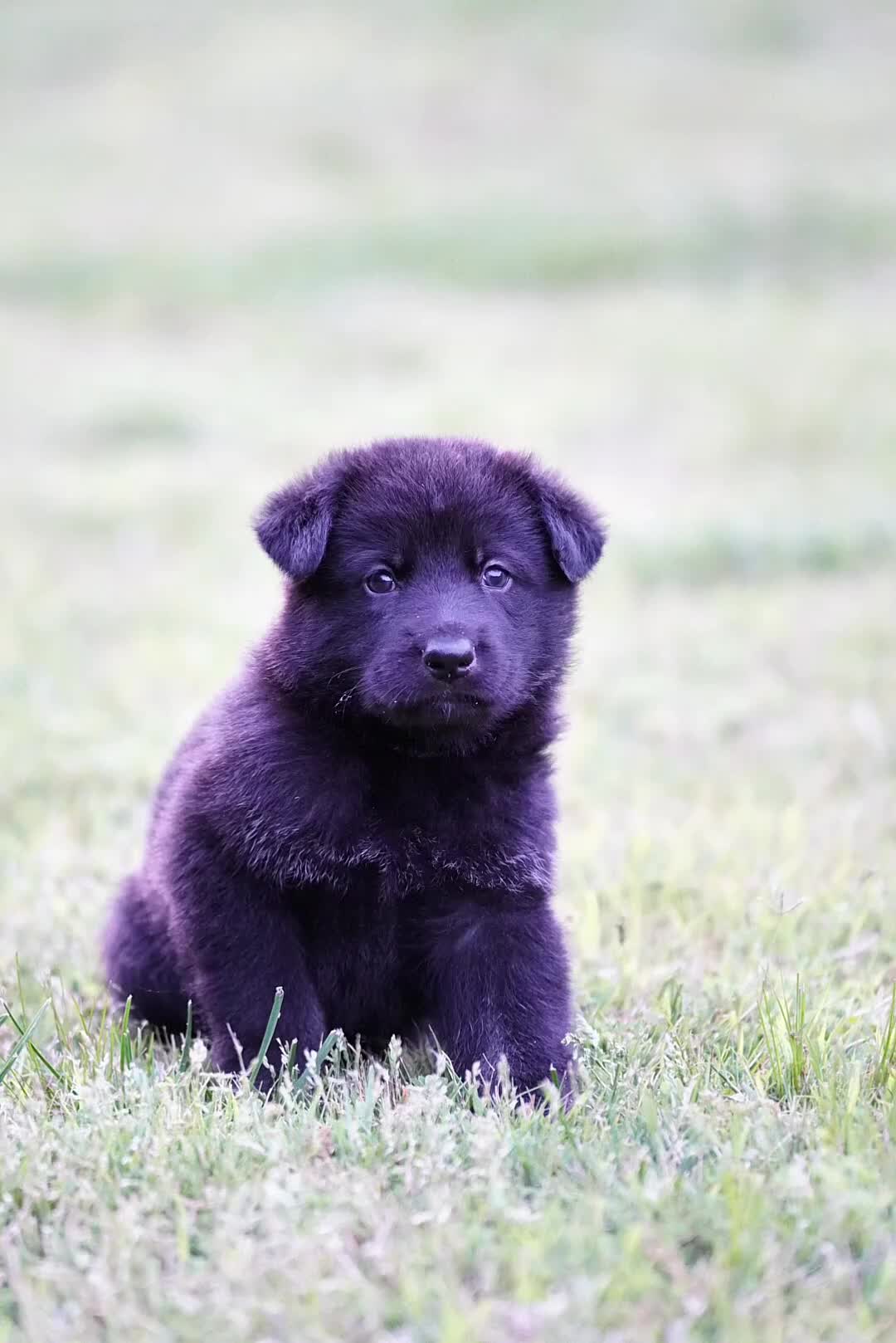 German Shepherd dogs for sale: German Shepherd Puppy 3 - Video 1