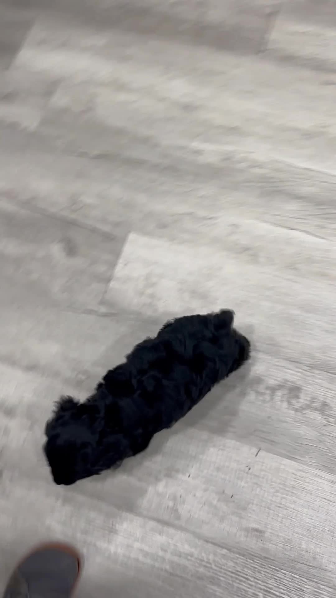 Cocker Spaniel dogs for sale: Elsa - Video 1