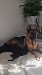 German Shepherd dogs for sale: Mindy - Video 1