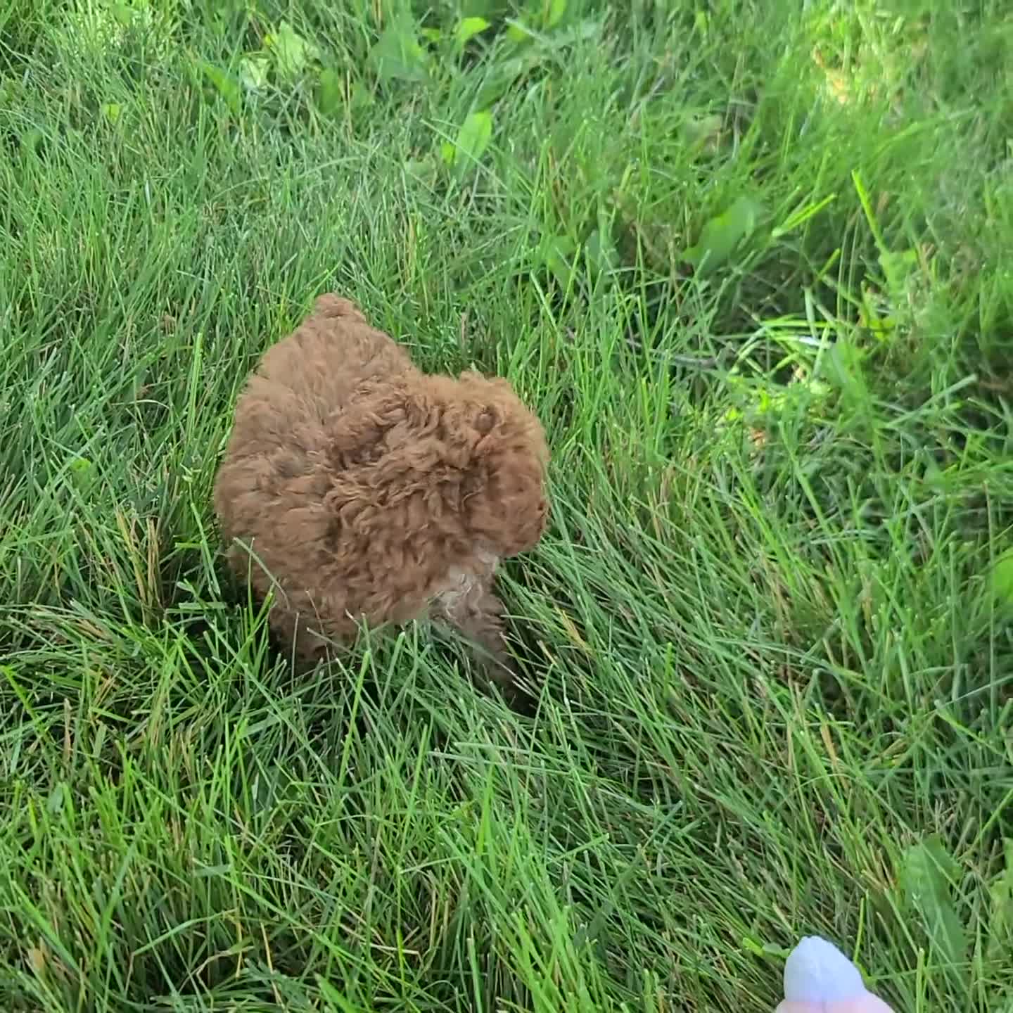 Toy Poodle dogs for sale: Pearl - Video 1