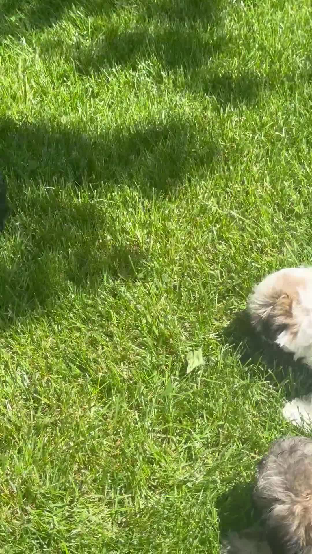 Mixed Breed dogs for sale: Teddy Bear 🧸 Breed Puppy’s 3 - Video 2
