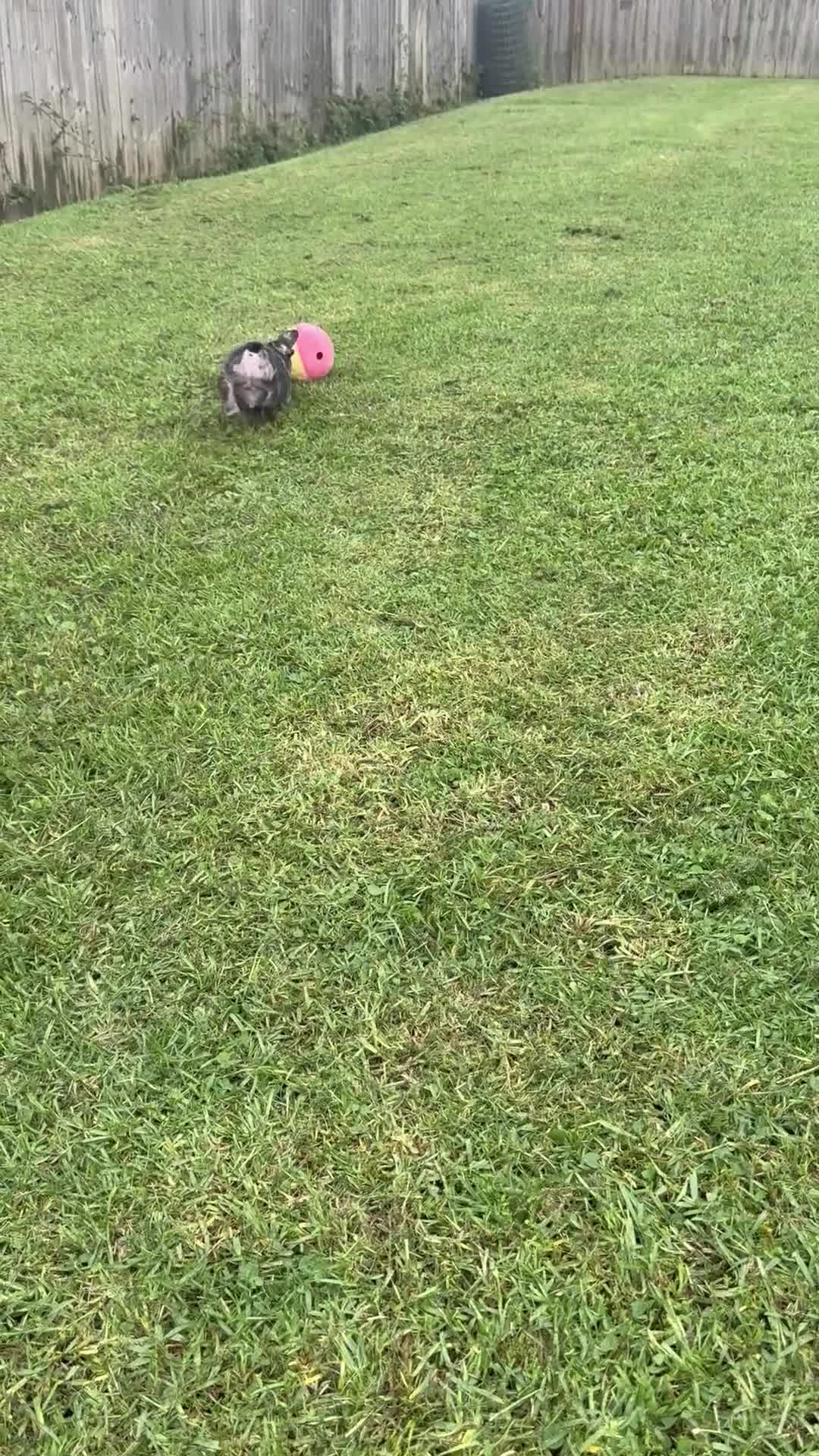 French Bulldog dogs for sale: Blanton - Video 1