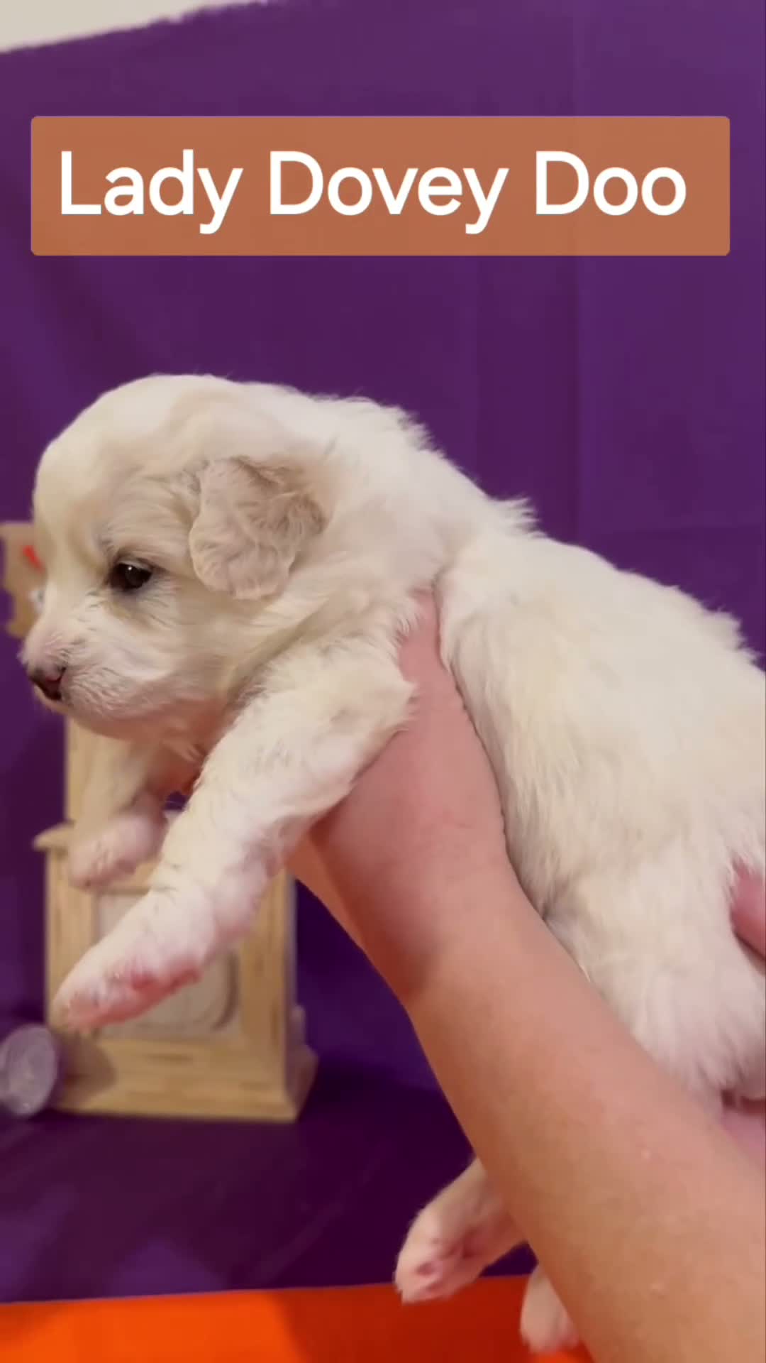 Mixed Breed dogs for sale: Samoyed - Poodle Doodle Sammypoo 4 - Video 1