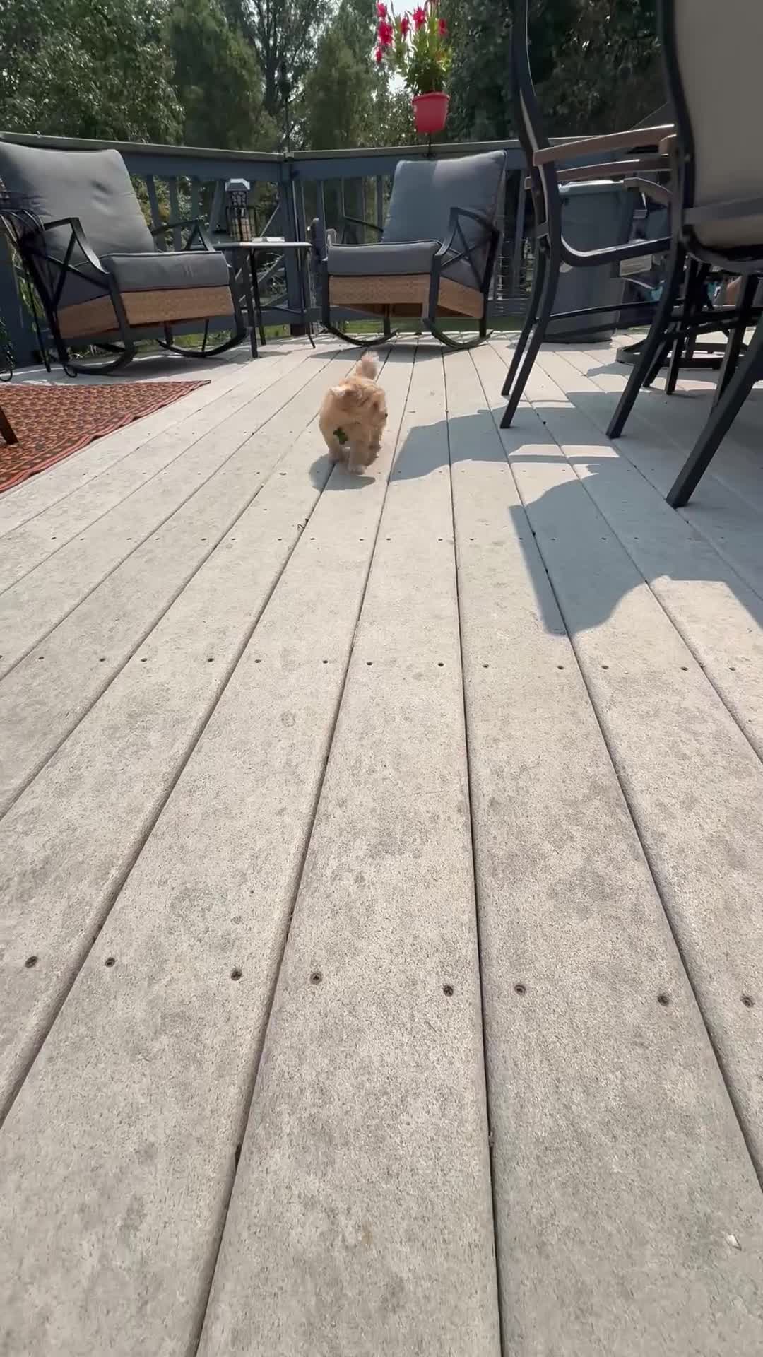 Maltipoo dogs for sale: Mr. Marshmello - Video 1