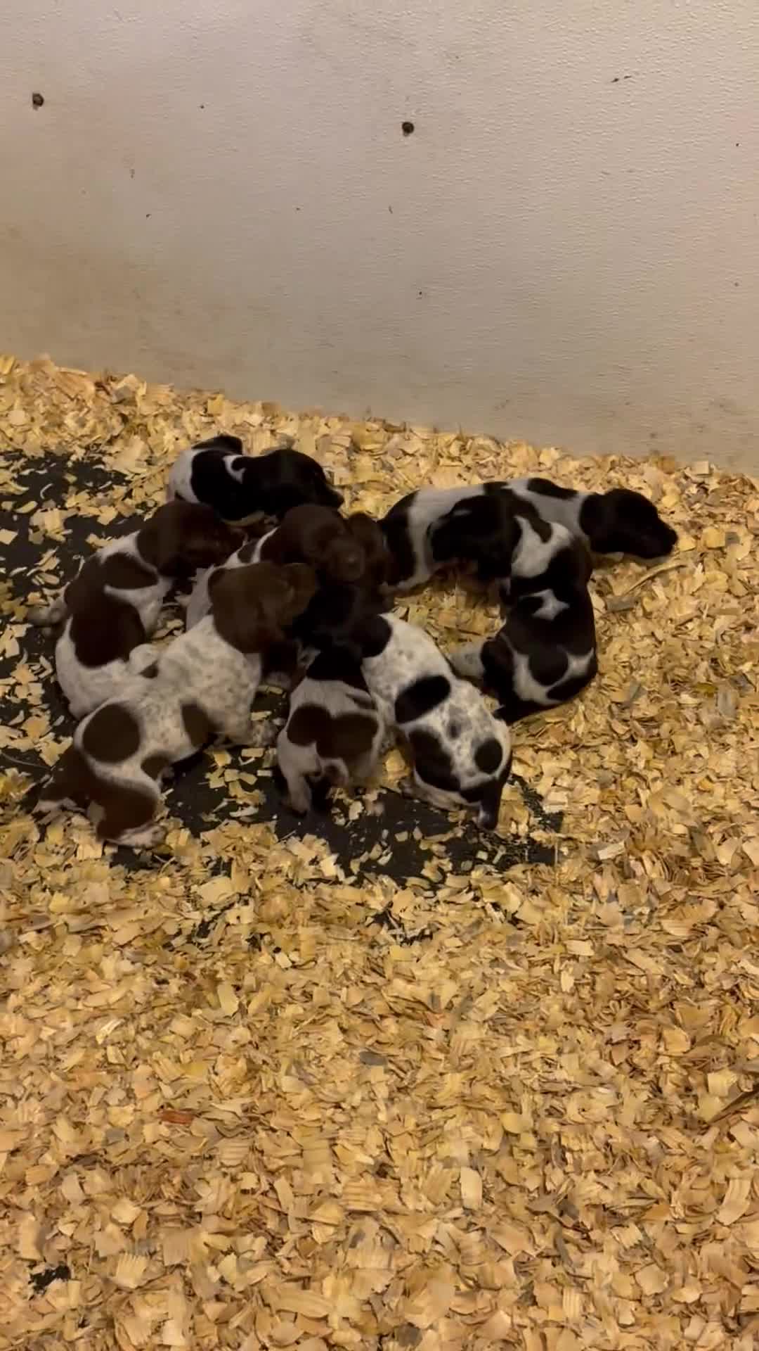 German Shorthaired Pointer dogs for sale: Female  - Video 1