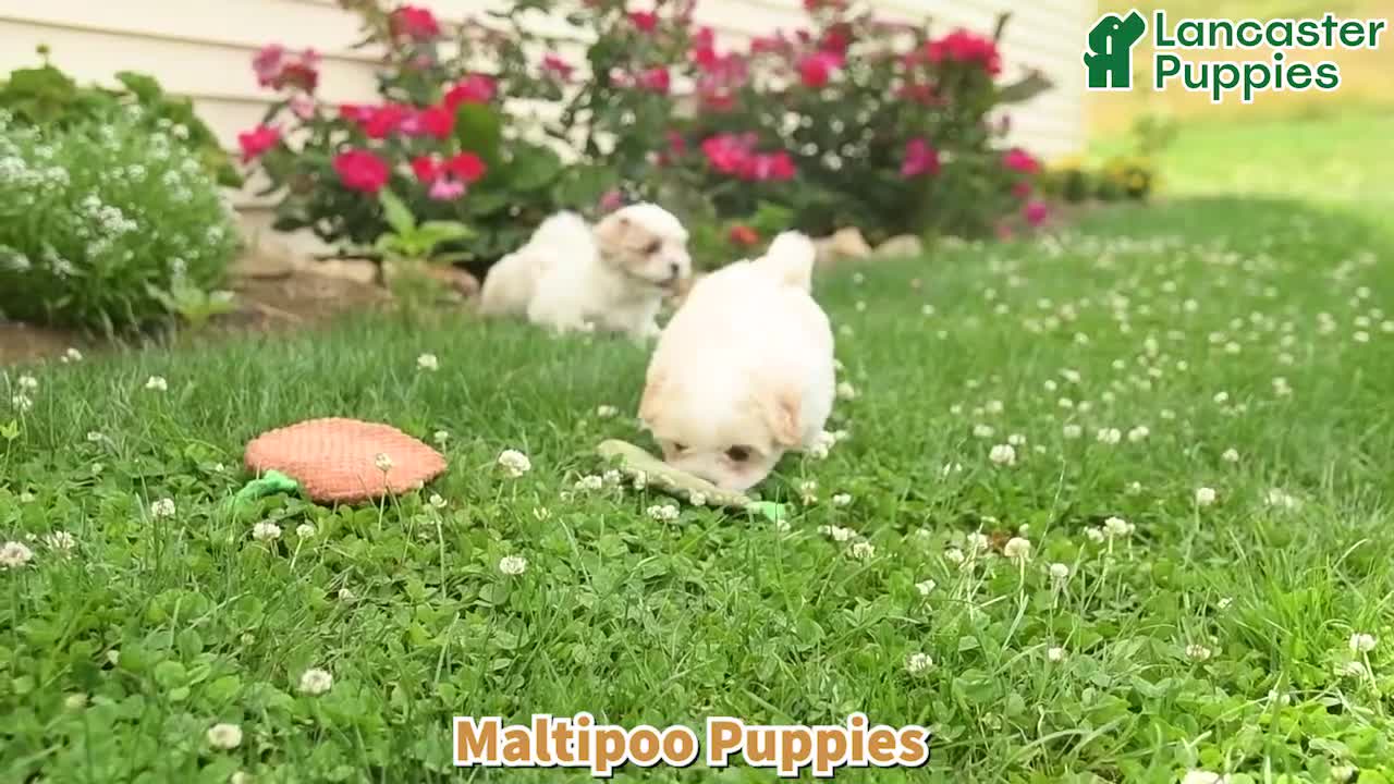 Maltipoo dogs for sale: Mindy  - Video 1