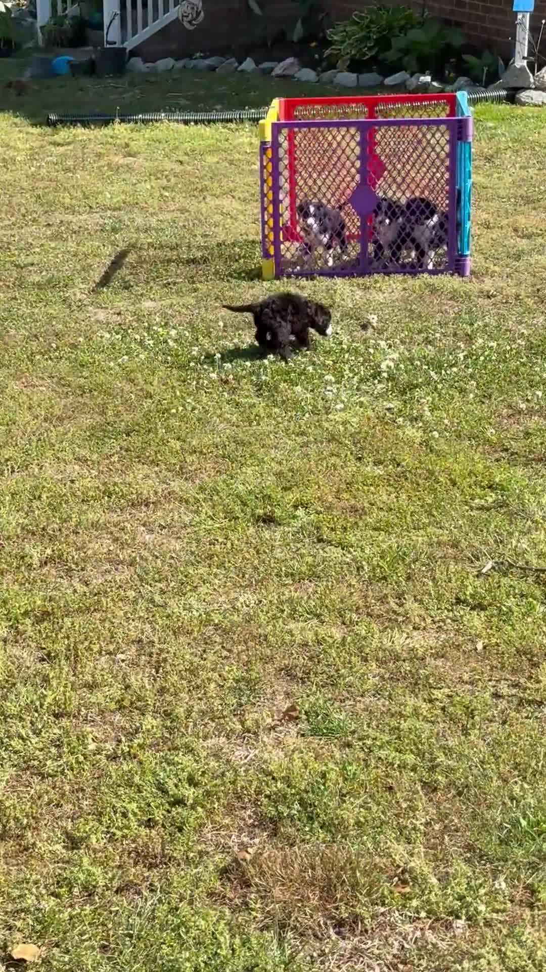 Aussiedoodle dogs for sale: Nanner Girl (Yellow) - Video 1