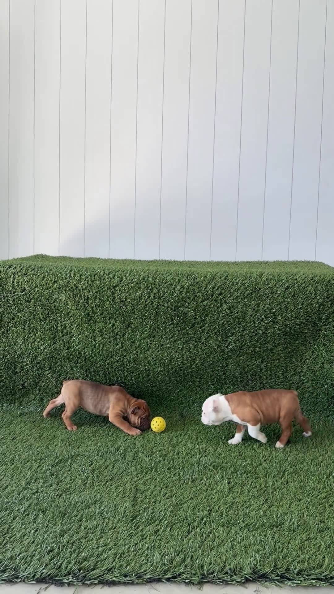 Olde English Bulldogge dogs for sale: Millie - Video 2