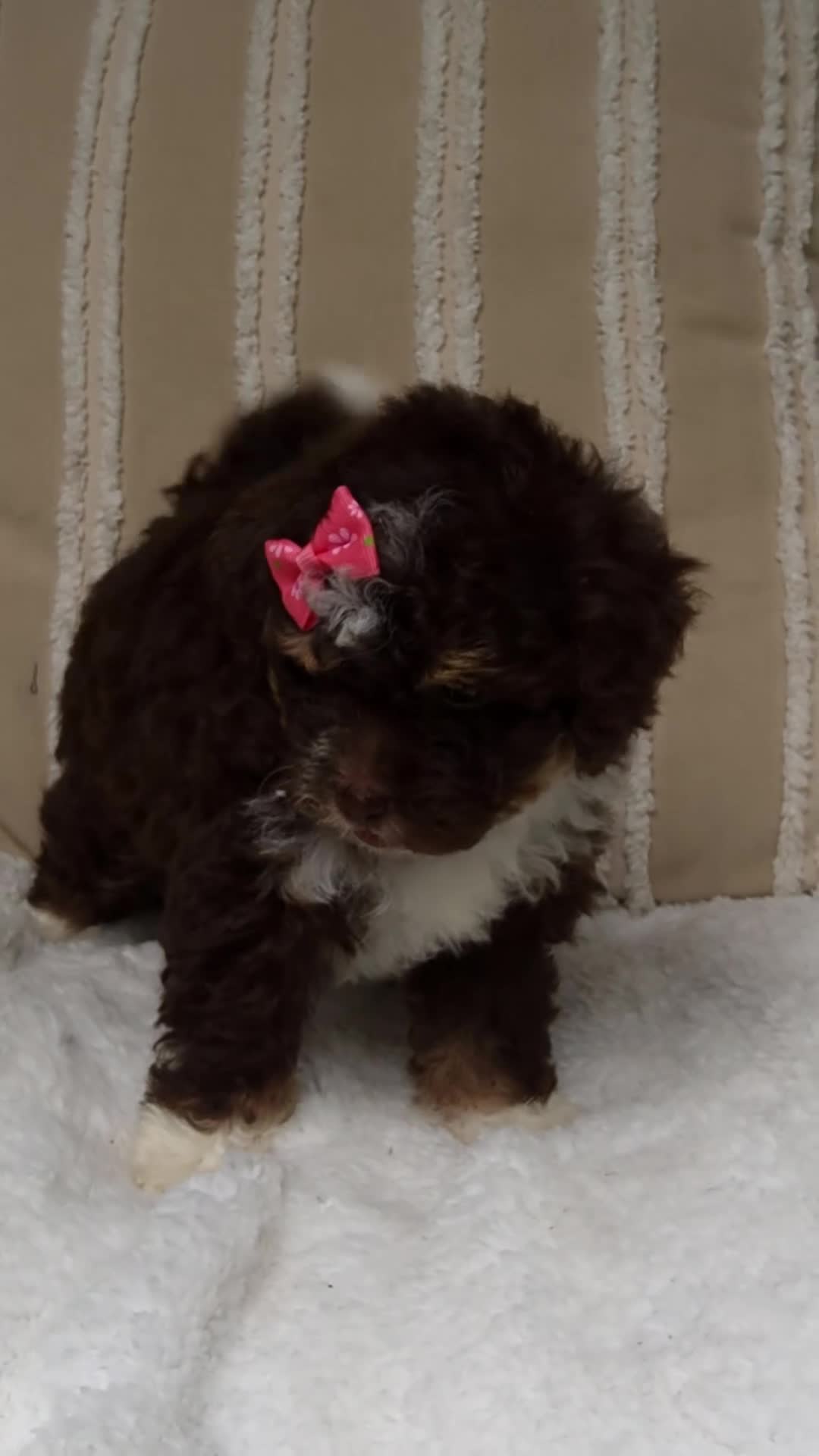Mini Bernedoodle dogs for sale: Mini Bernedoodle 5 - Video 1