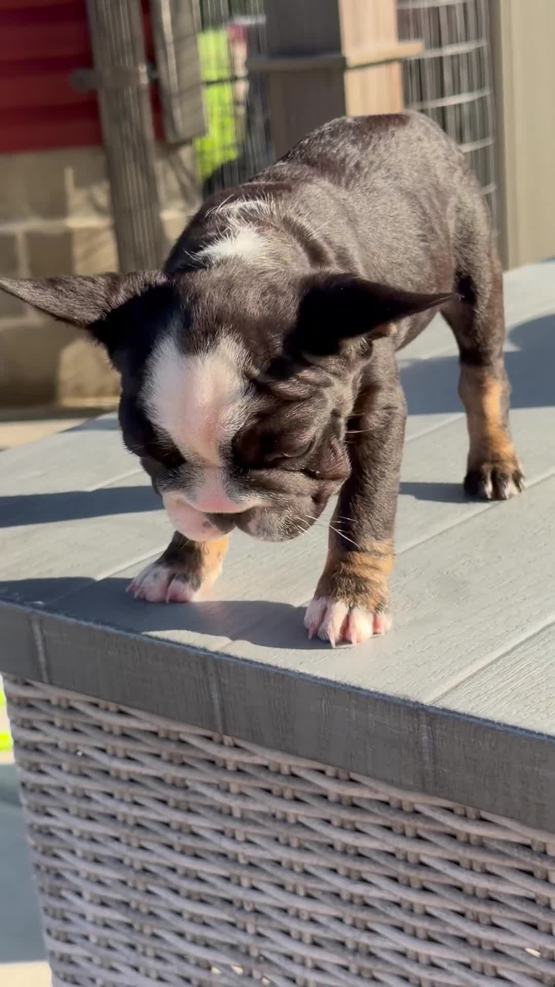 French Bulldog dogs for sale: Pepper - Video 1