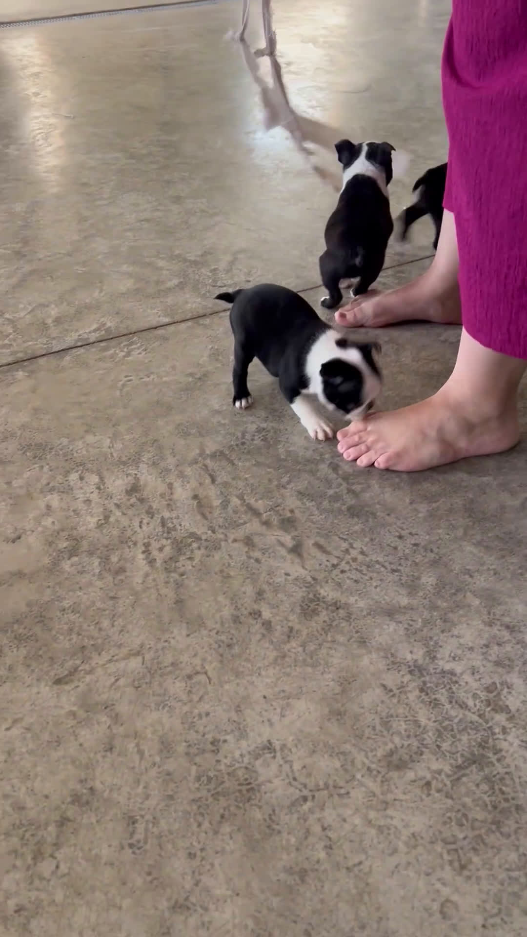 Boston Terrier dogs for sale: Sierra - Video 1