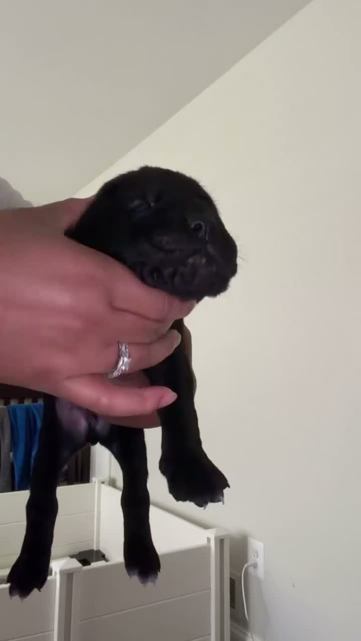 Cane Corso dogs for sale: Kage🧡 - Video 1