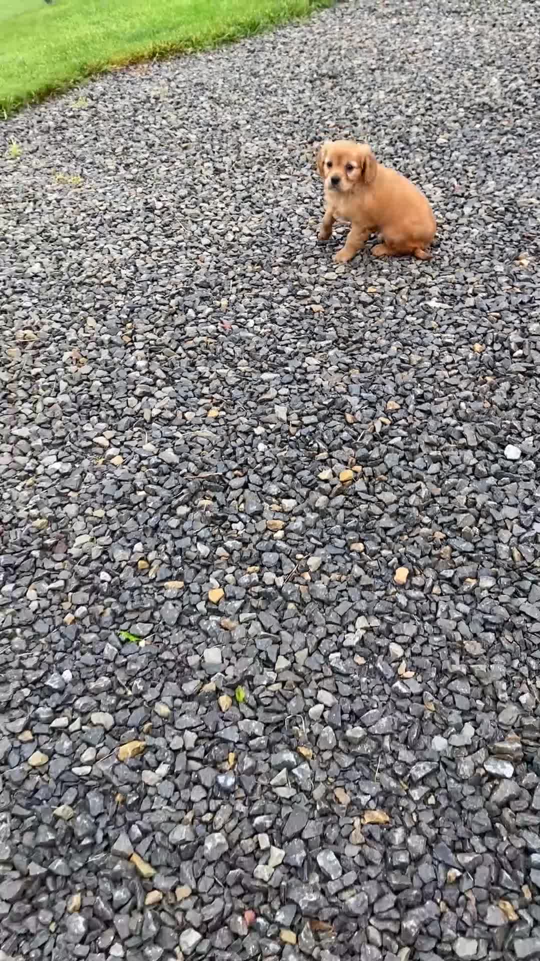 Miniature Golden Retriever dogs for sale: Maple - Video 1
