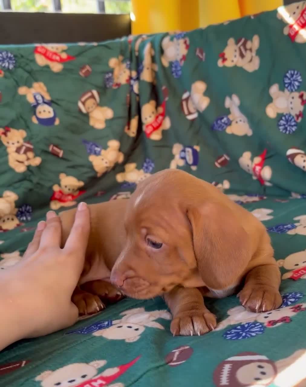 Miniature Dachshund dogs for sale: THOR - Video 1