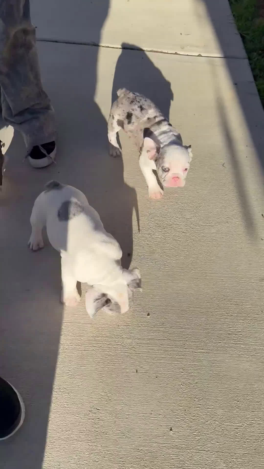 French Bulldog dogs for sale: Dukes - Video 1