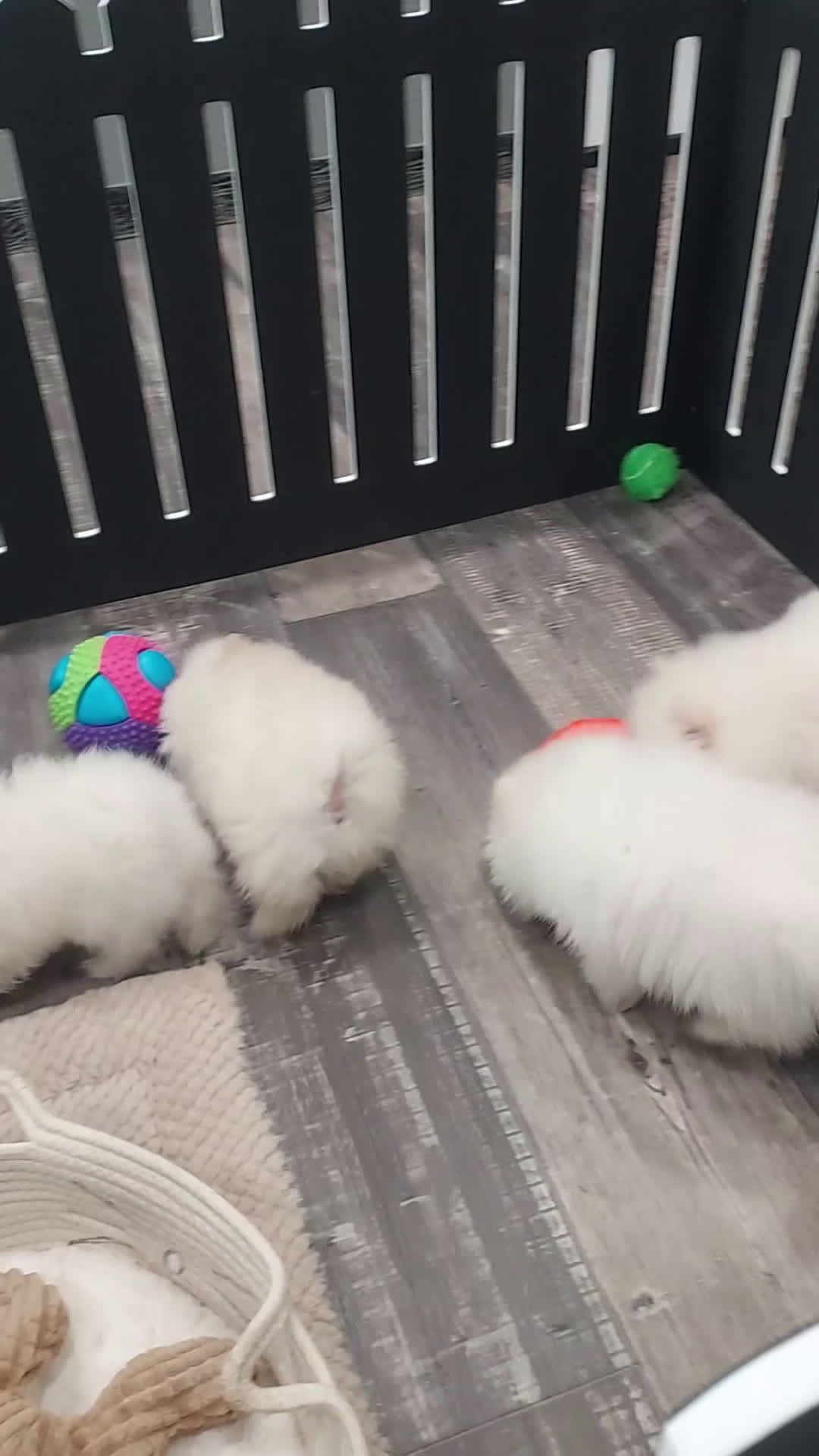 Pomeranian dogs for sale: Wanda - Video 1