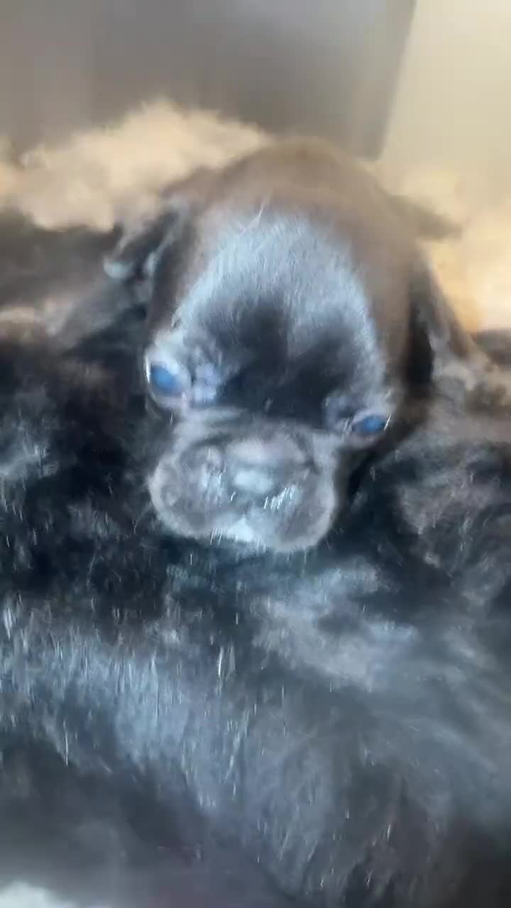 French Bulldog dogs for sale:  Puppy 6 - Video 1