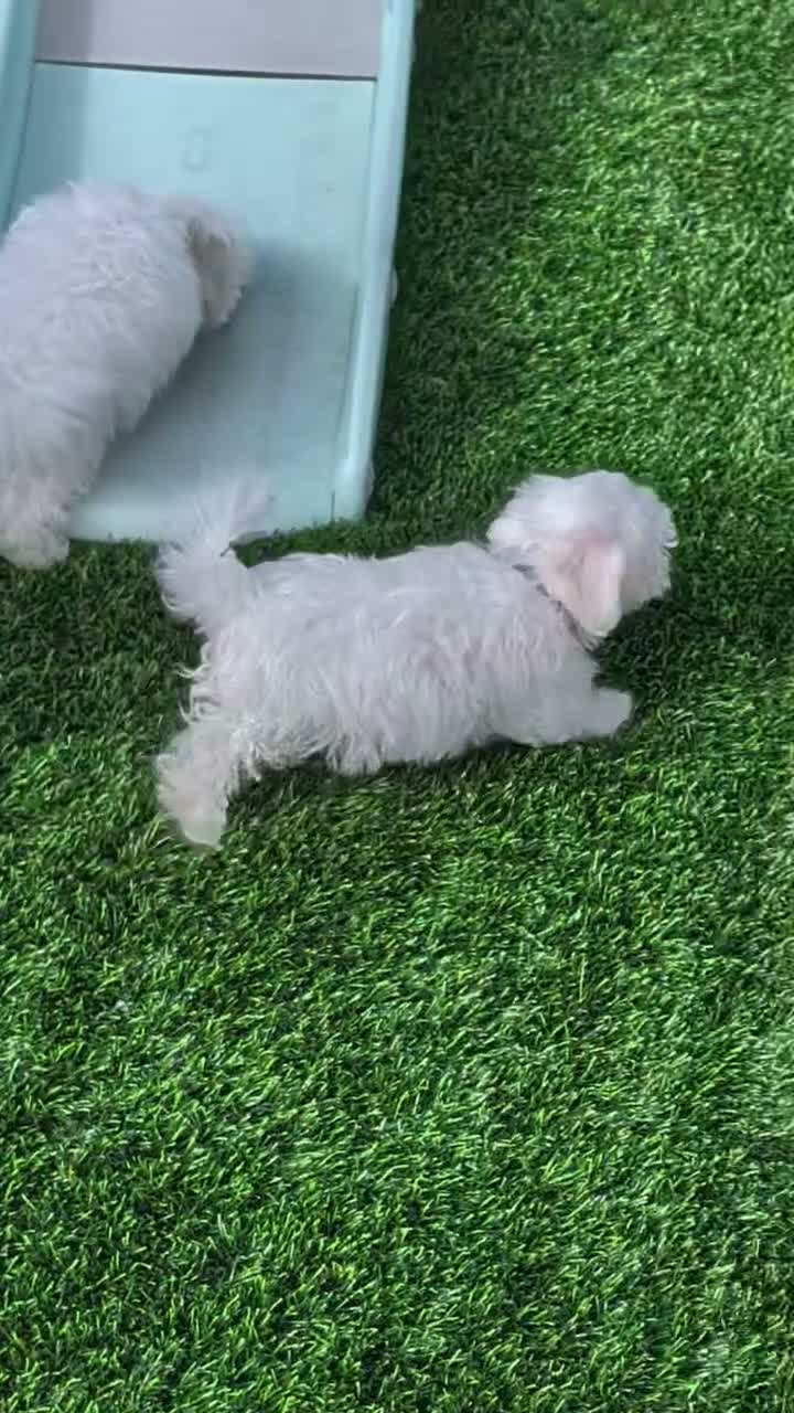 Maltese dogs for sale: Quinn - Video 3