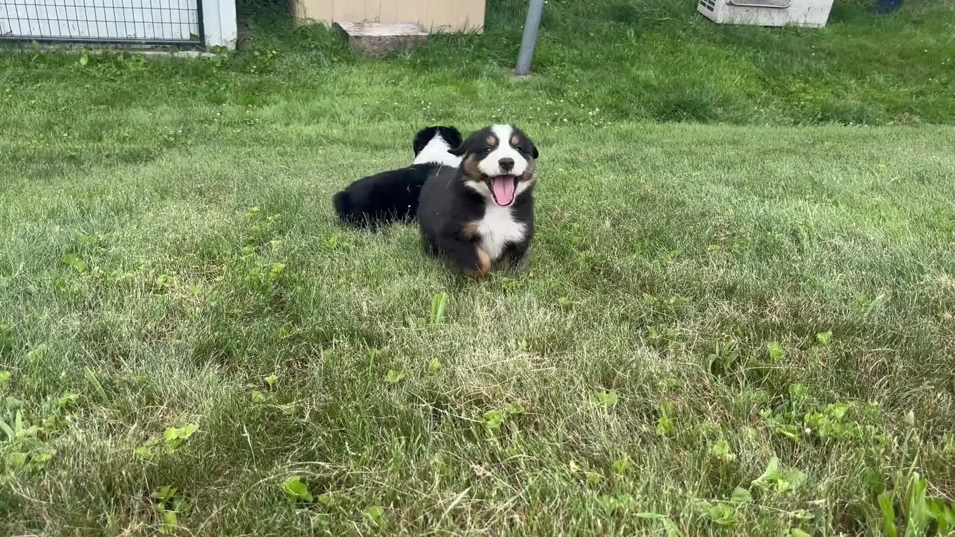 Miniature Australian Shepherd dogs for sale: Miniature Australian Shepherd Puppy 8 - Video 1