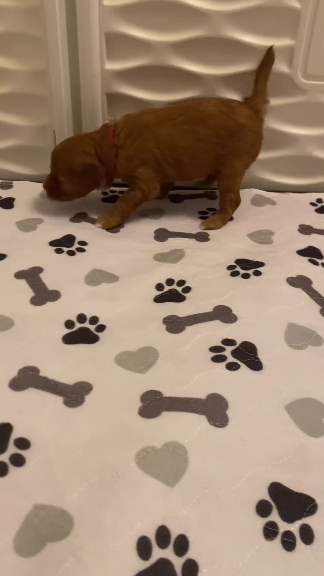 Mini Goldendoodle dogs for sale: Sparkle - Video 1