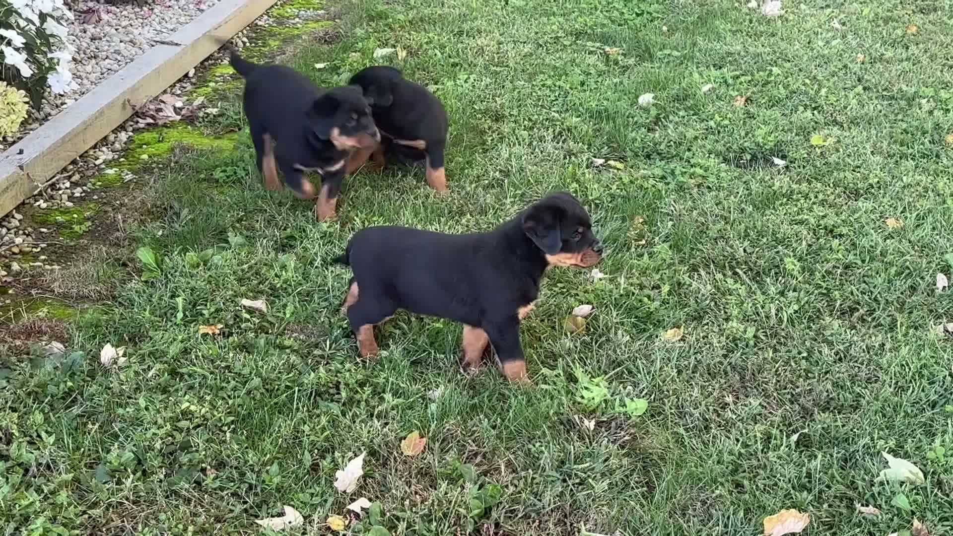 Rottweiler dogs for sale: Jojo - Video 1