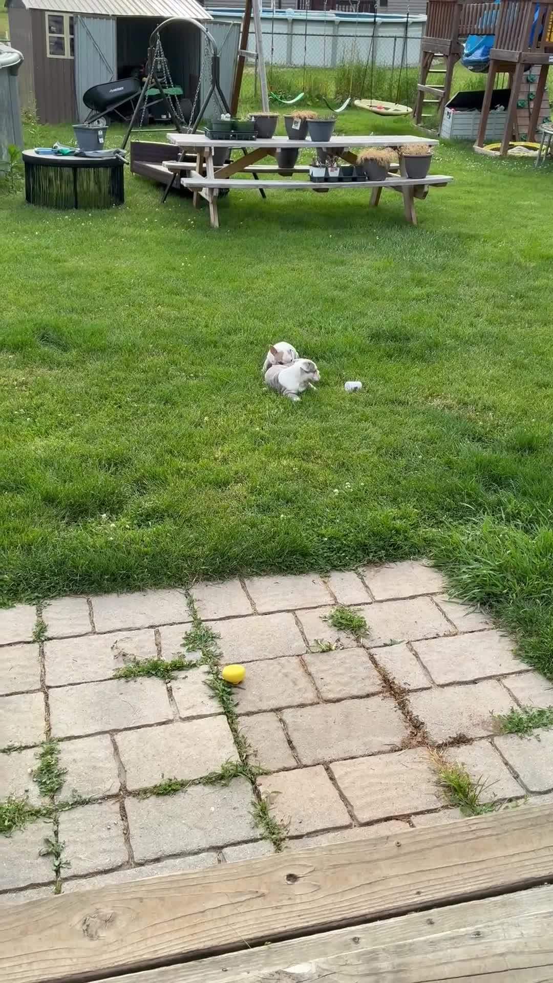 Mixed Breed dogs for sale: Ghost - Video 1