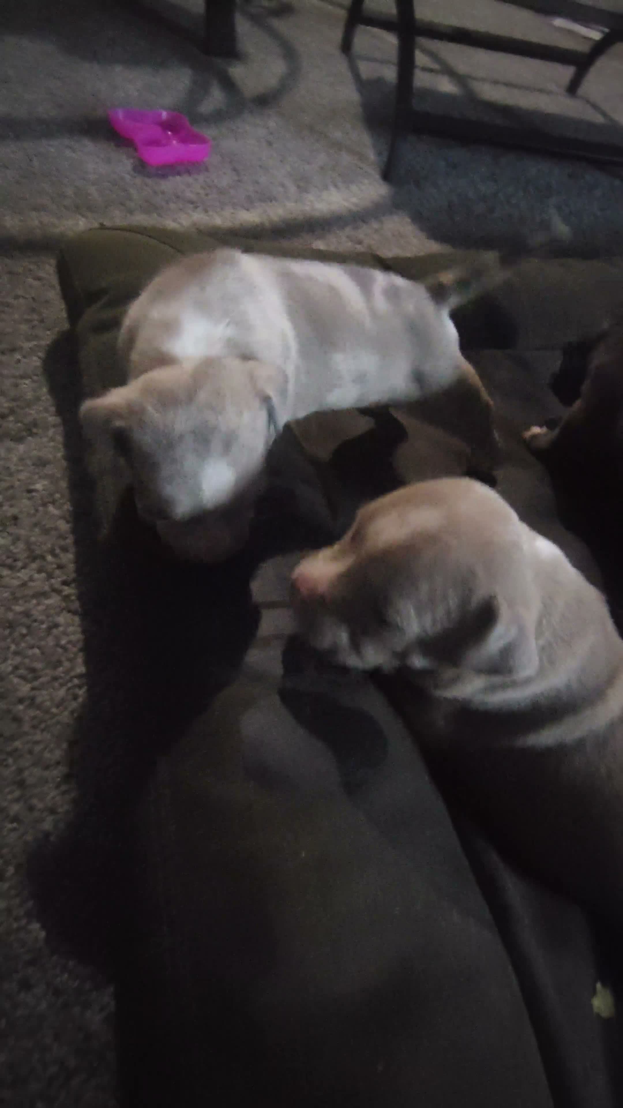 American Bully dogs for sale: American Bully 1 - Video 2