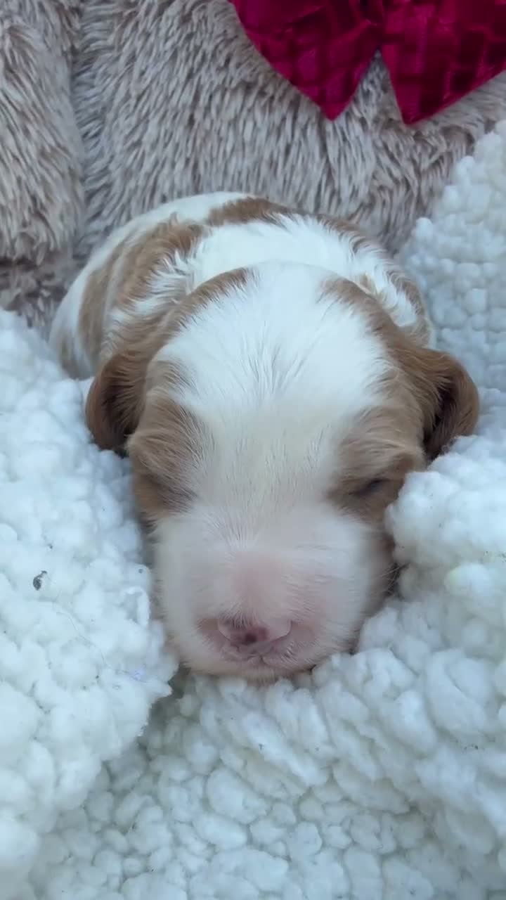 Cavapoo dogs for sale: Leo - Video 1