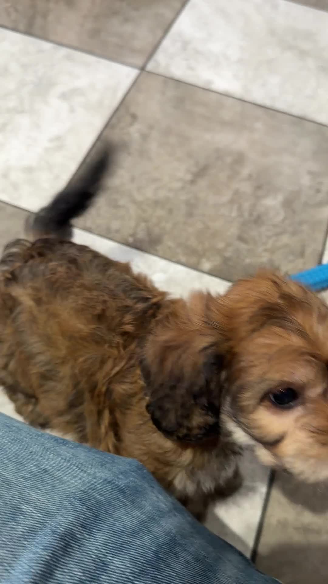 Mixed Breed dogs for sale: Jackson  - Video 1