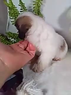 Shih Tzu dogs for sale: Marley - Video 1