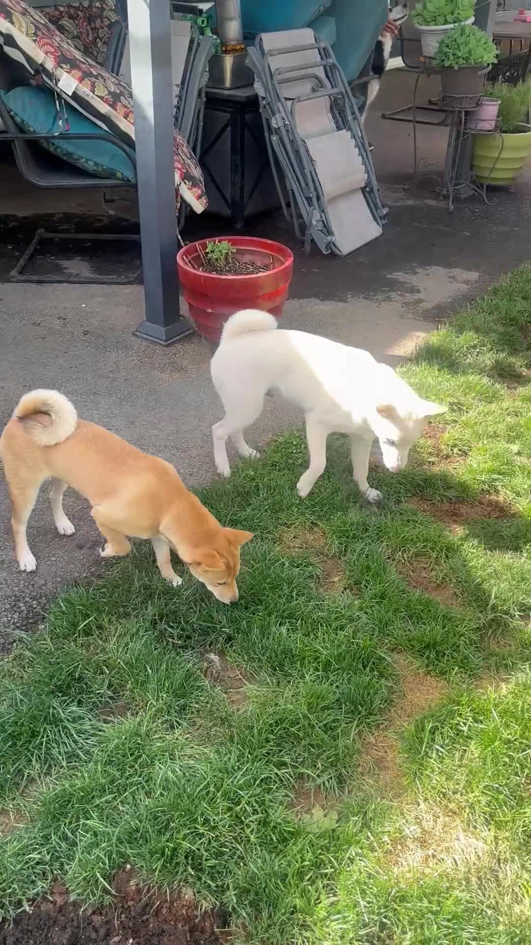 Shiba Inu dogs for sale: Ceaser - Video 1
