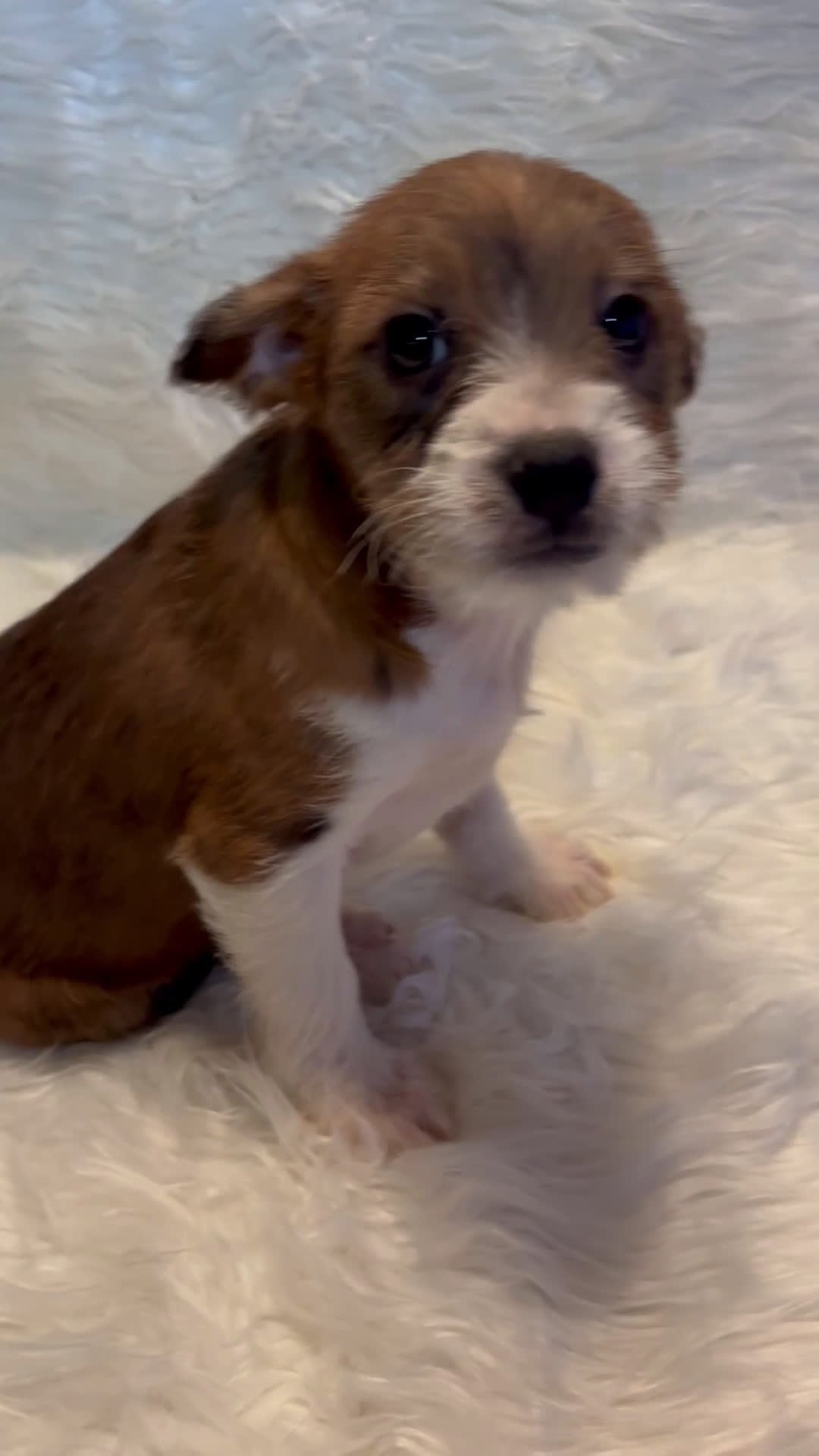 Mixed Breed dogs for sale: Mixed Breed Puppy 4 - Video 1