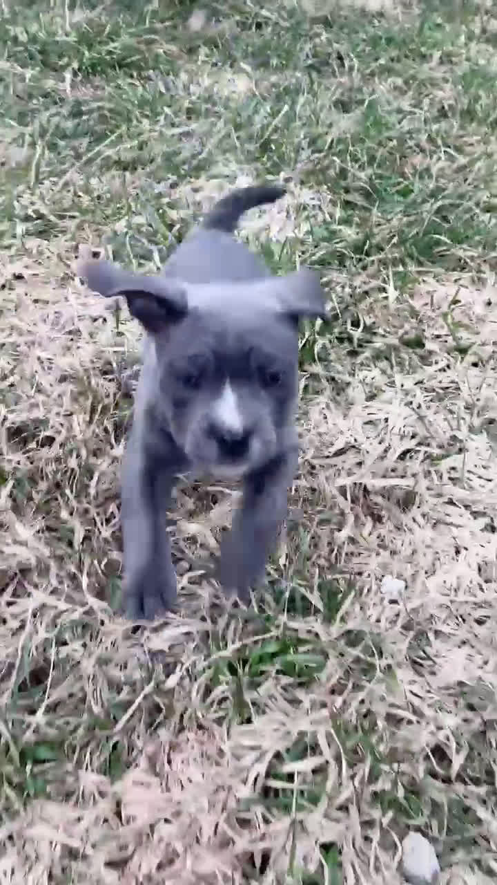 Mixed Breed dogs for sale: Mixed Breed Puppy 3 - Video 1