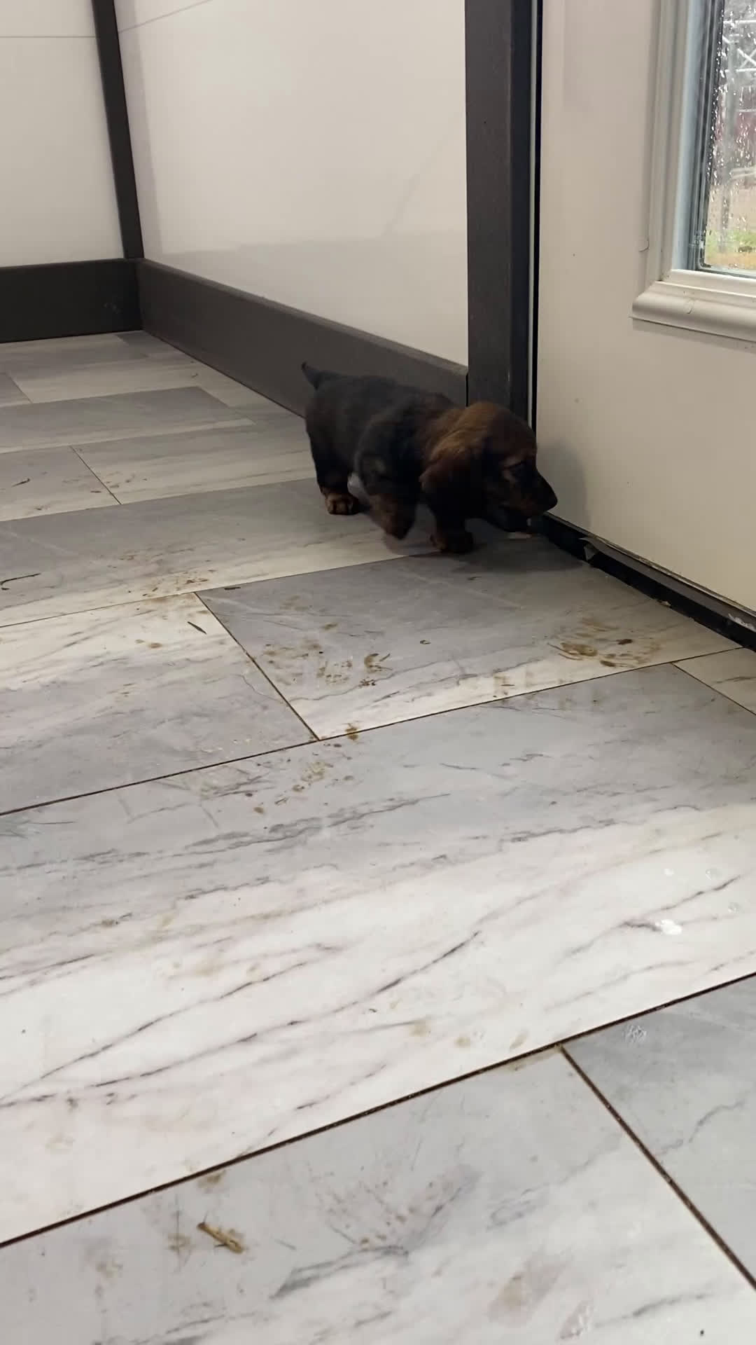 Miniature Dachshund dogs for sale: Rosie - Video 4