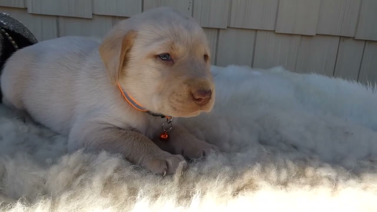 Labrador Retriever dogs for sale: Labrador Retriever 5 Rossford - Video 1