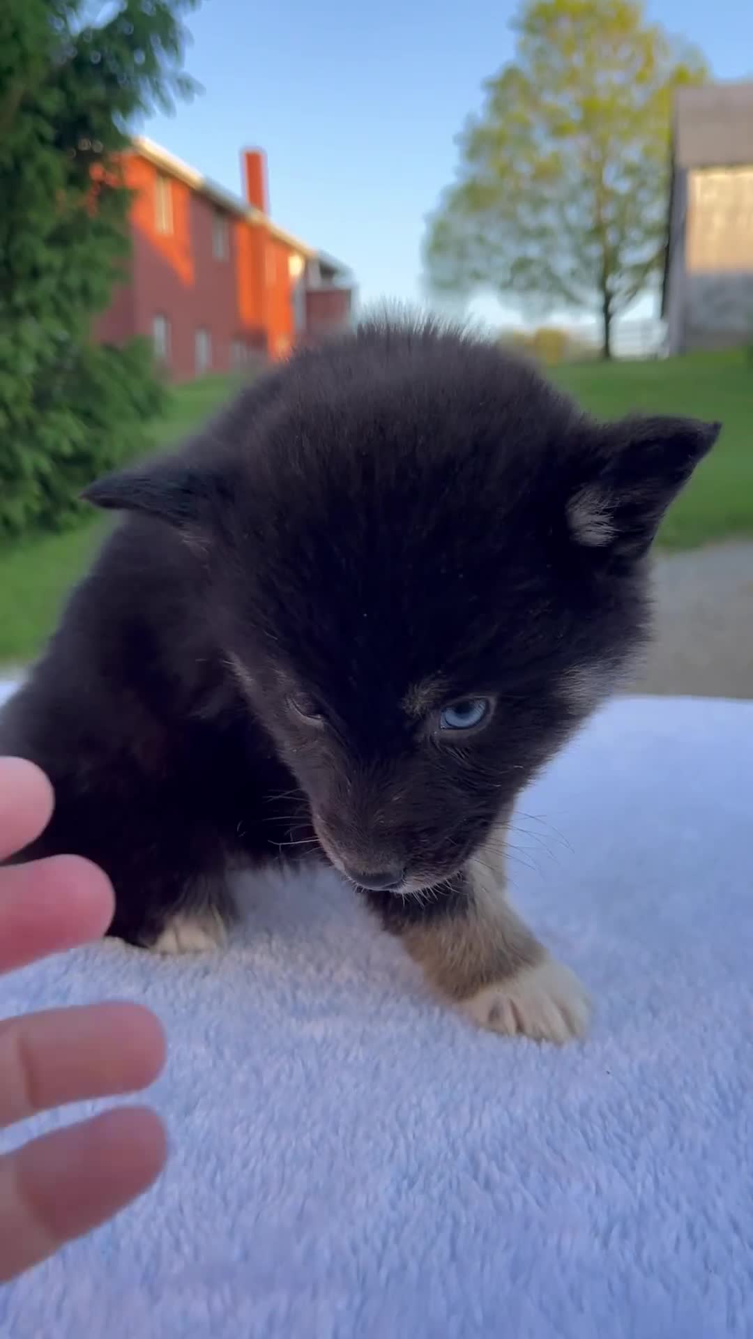 Pomsky dogs for sale: Minnie - Video 1