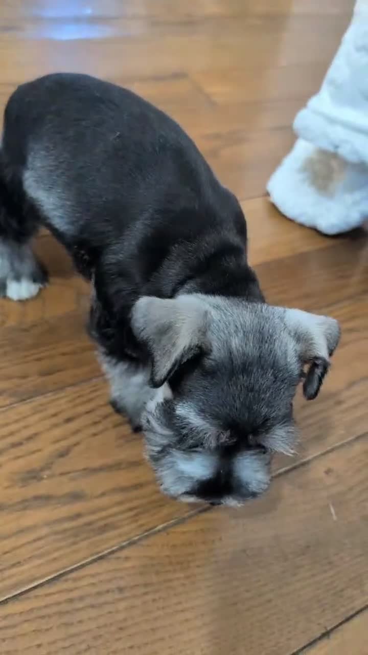 Miniature Schnauzer dogs for sale: Zeke - Video 1