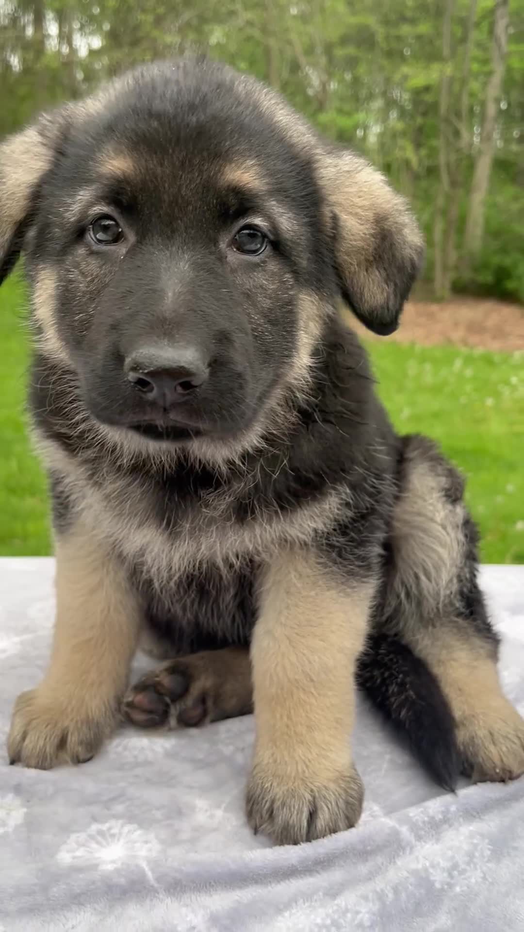 German Shepherd dogs for sale: Scarlet - Video 1
