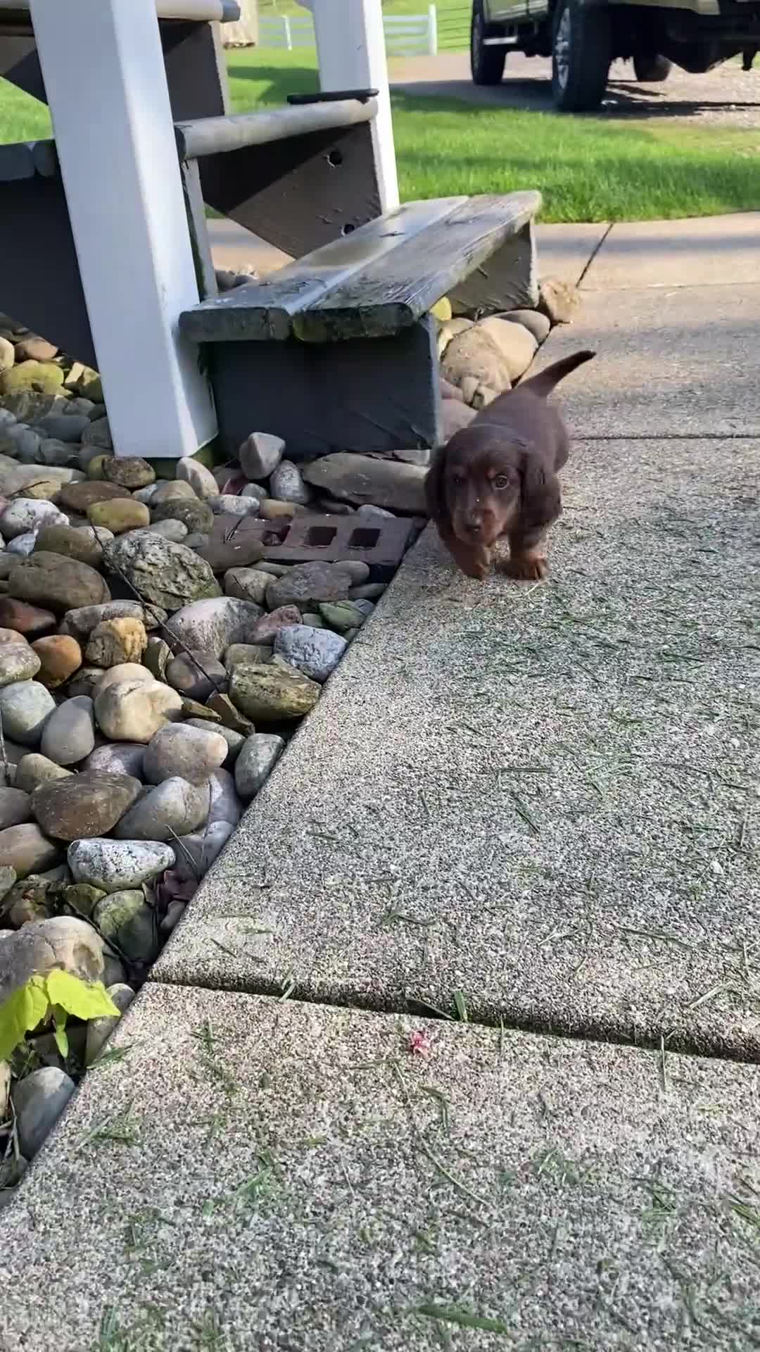 Miniature Dachshund dogs for sale: Ace - Video 1