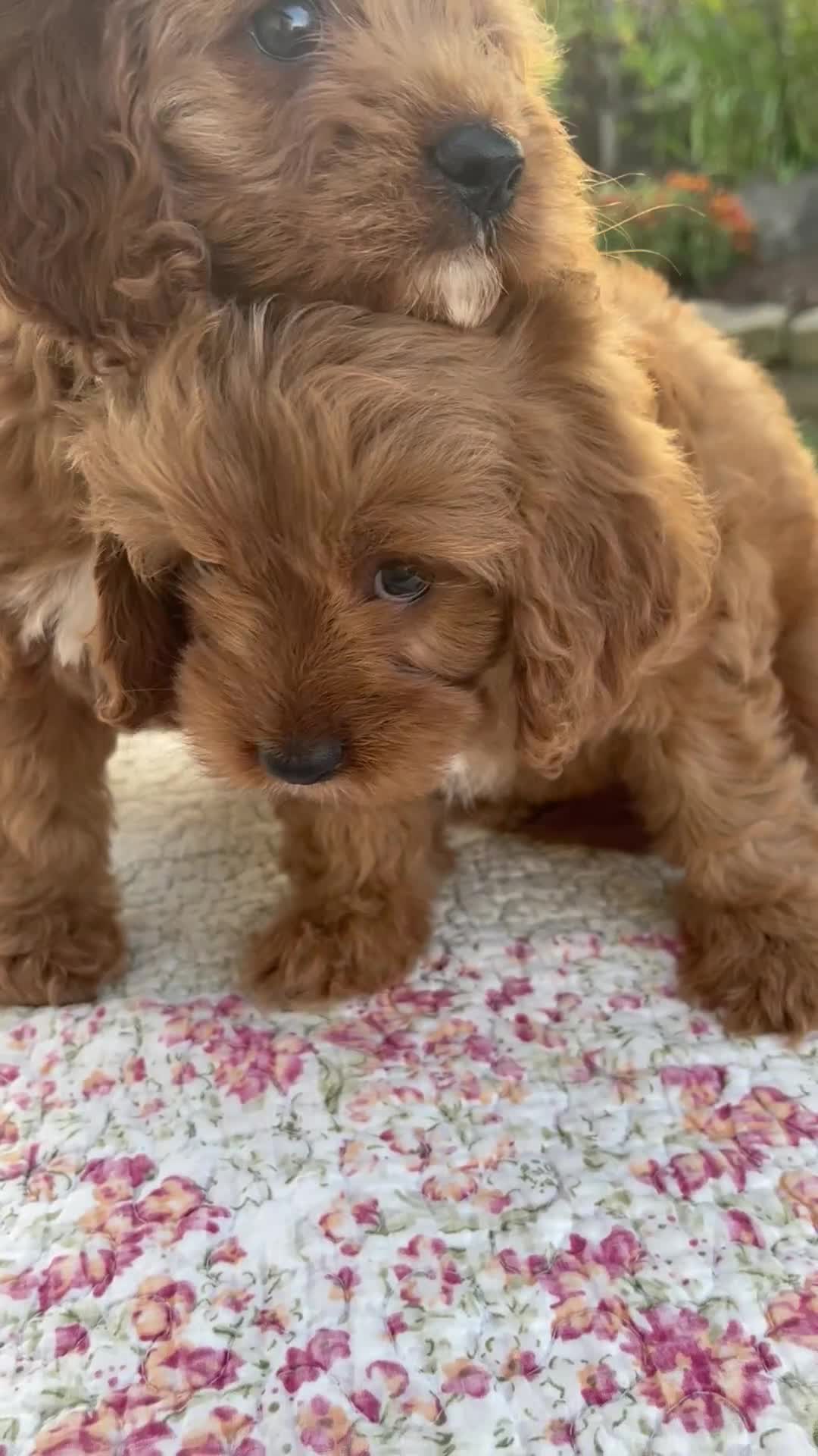 Cavapoo dogs for sale: Talia - Video 1