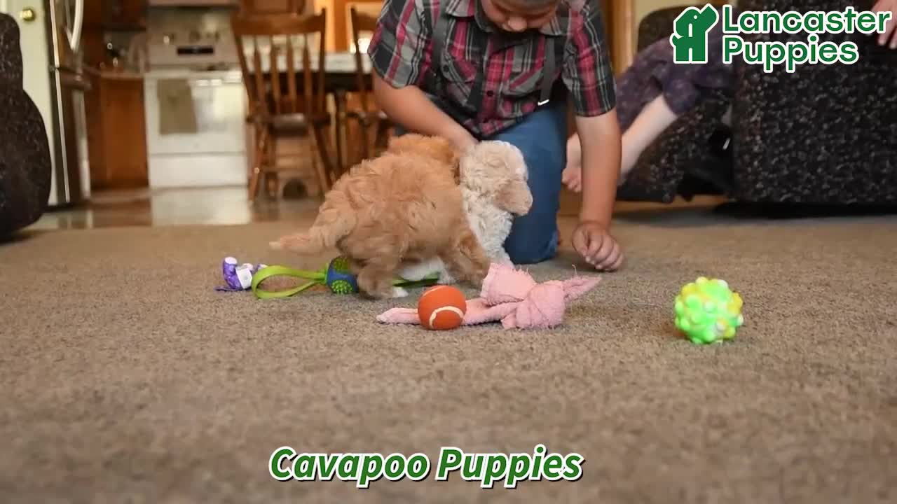 Cavapoo dogs for sale: Tanner - Video 1