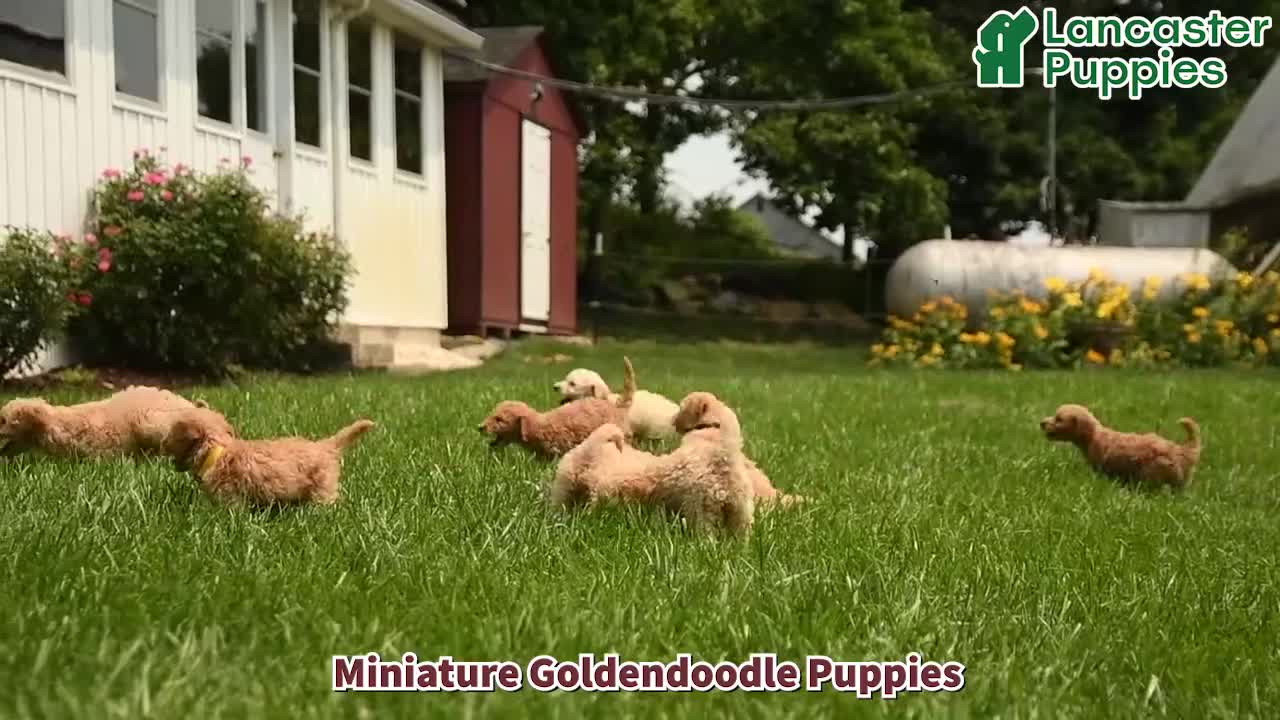 Mini Goldendoodle dogs for sale: Trisha - Video 1