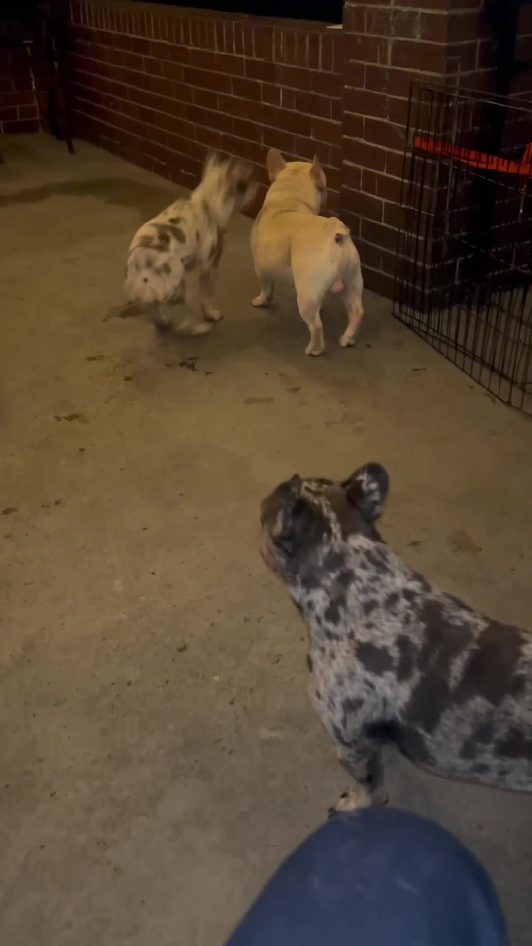 French Bulldog dogs for sale: French Bulldog 1 - Video 2