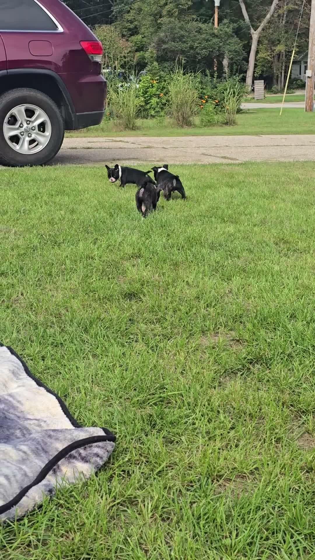 Mixed Breed dogs for sale: Frenchton female #1 - Video 4
