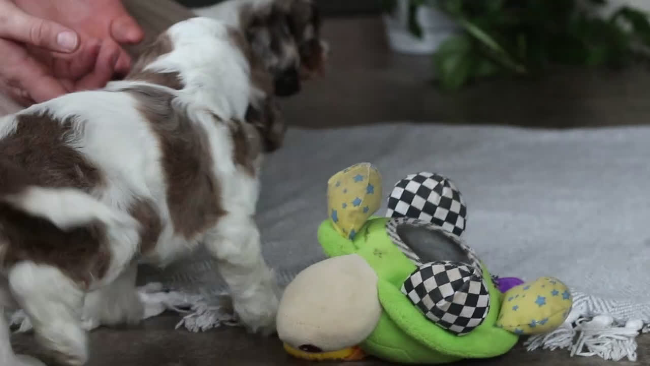 Cocker Spaniel dogs for sale: Willow - Video 2