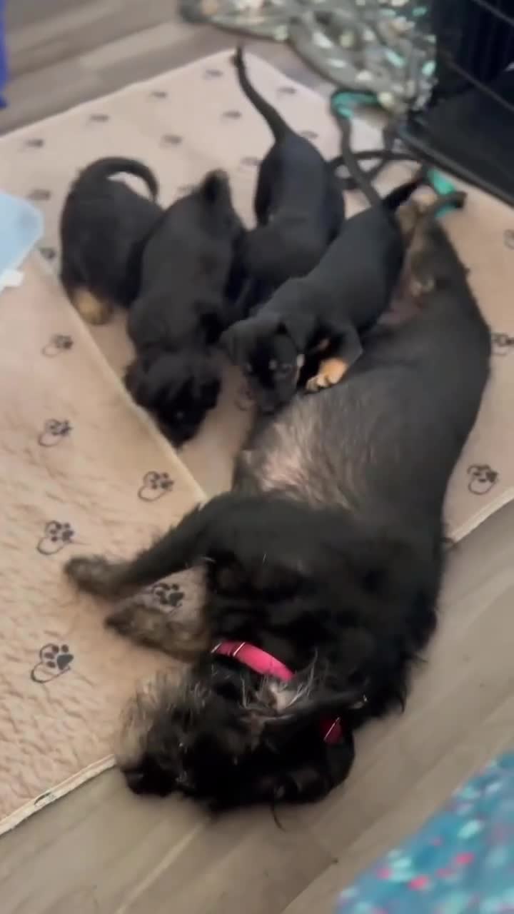 Mixed Breed dogs for sale: Mixed Breed 2 - Video 1